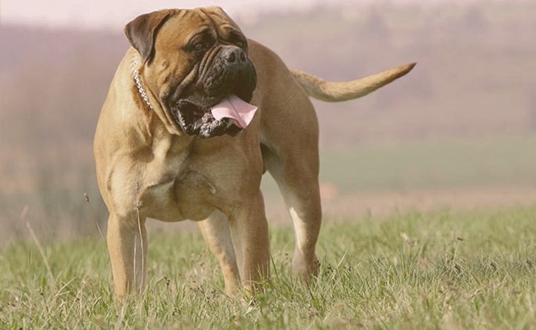 Bullmastiff Bullmastiff