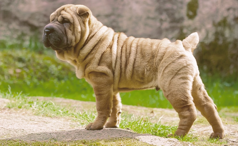 Chinese Shar-Pei Chinese Shar-Pei