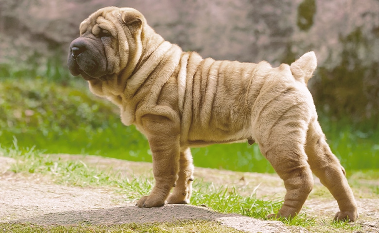 Chinese Shar-Pei