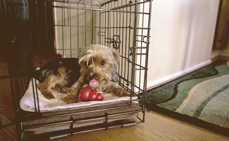 Crate Training