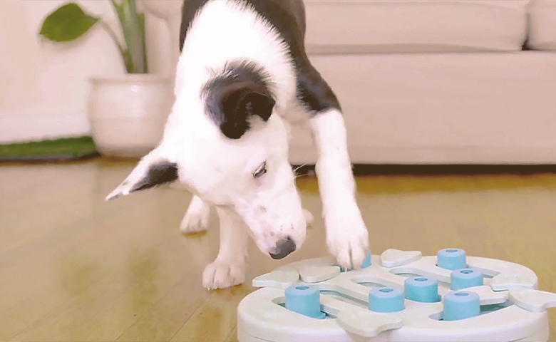 Dog with his Puzzle Toy Dog with his Puzzle Toy