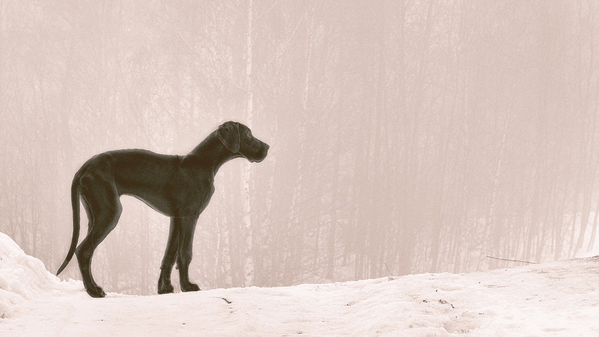 Great Dane