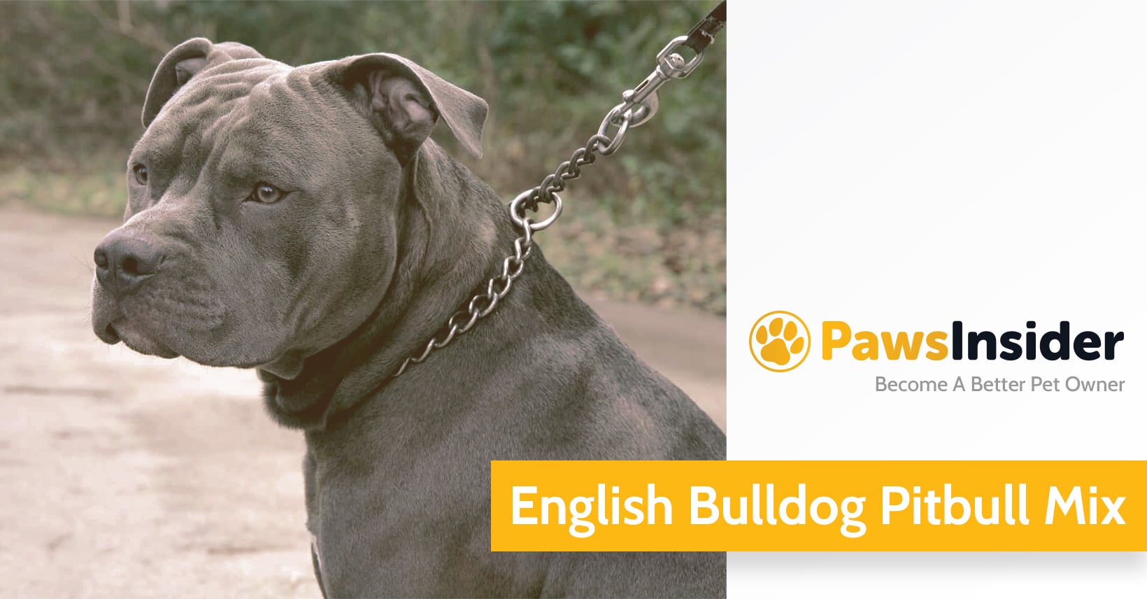 English Bulldog Pitbull Mix: Everything You Need To Know