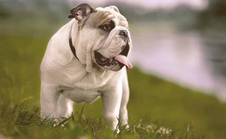 English-Bulldog