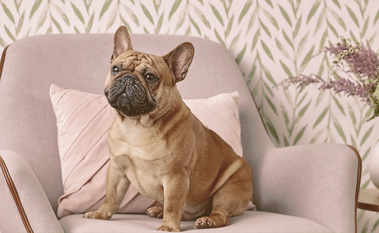 French Bulldog French Bulldog