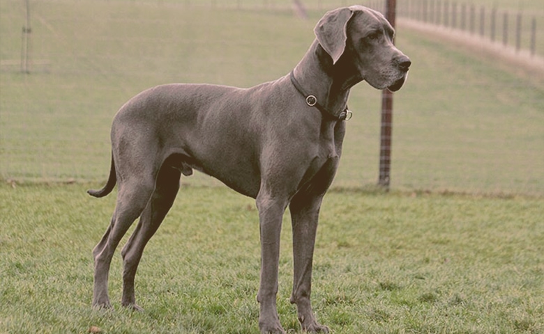 Great Dane Great Dane