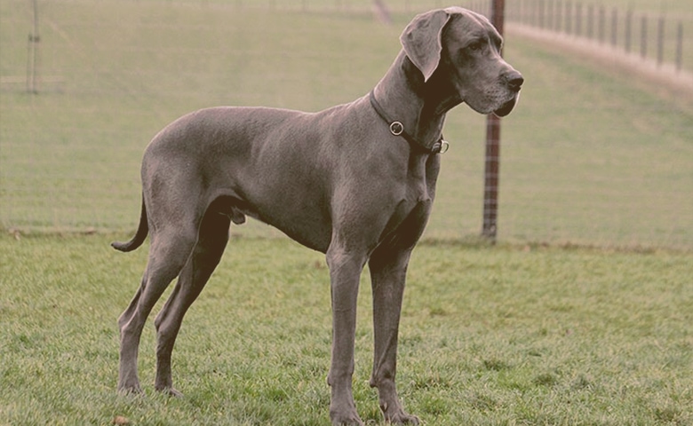 Great Dane