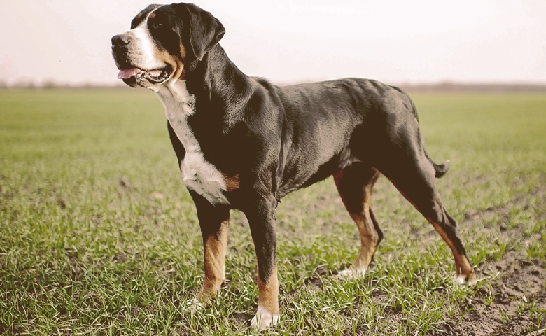 Greater Swiss Mountain Dog