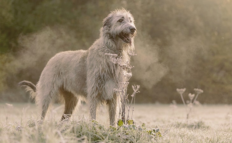Irish Wolfhound Irish Wolfhound