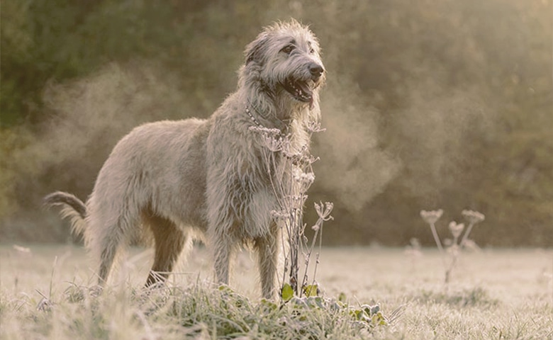 Irish Wolfhound