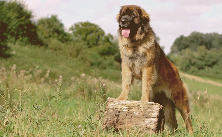 Leonberger Leonberger