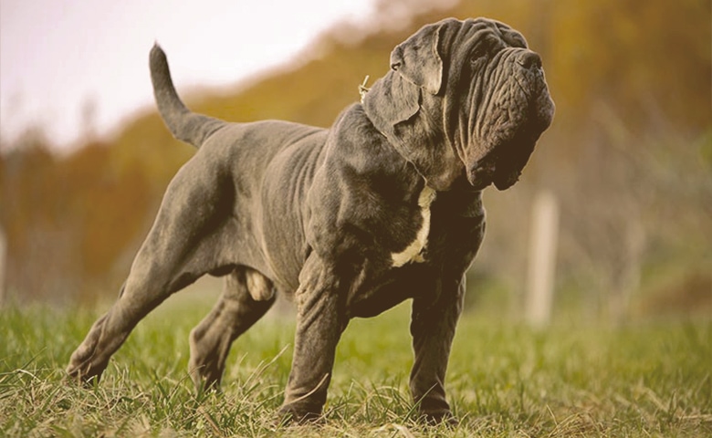 Neopolitan Mastiff