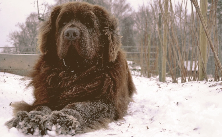 Newfoundland Newfoundland