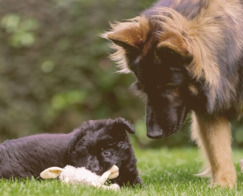 An adult dog playing with a puppy