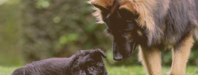 An adult dog playing with a puppy