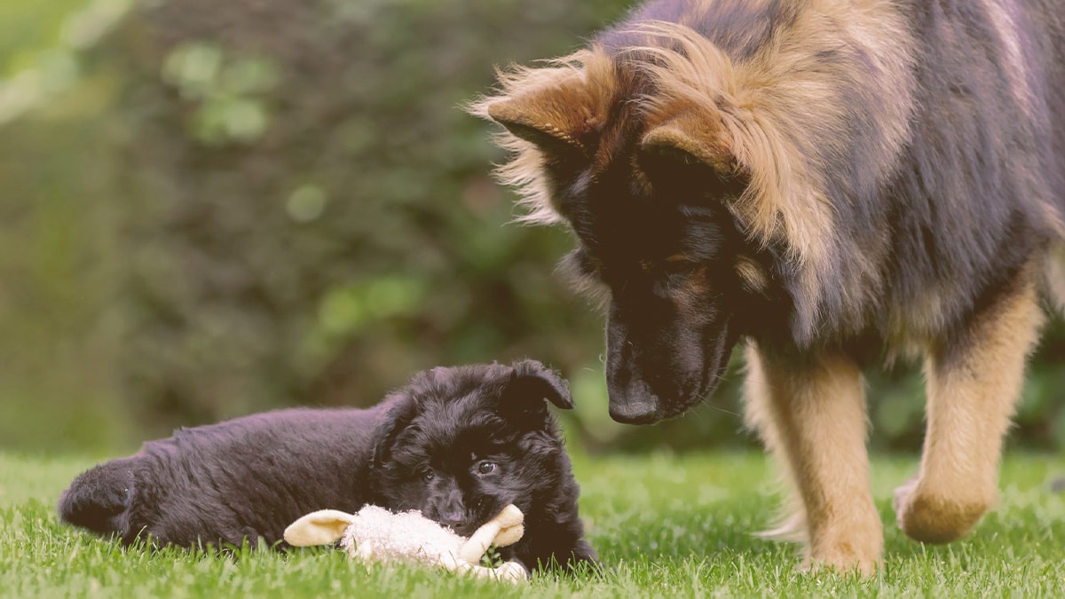 An adult dog playing with a puppy