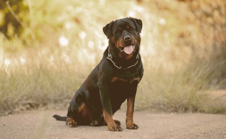 Rottweiler Rottweiler