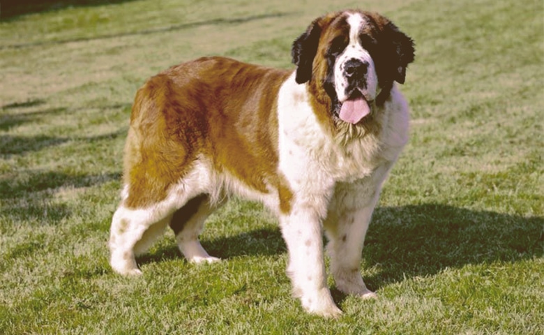 Saint Bernard Saint Bernard