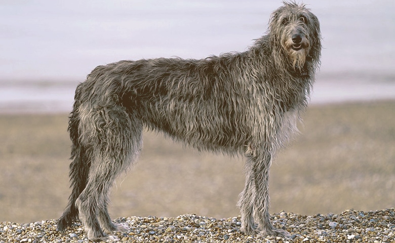 Scottish Deerhound Scottish Deerhound