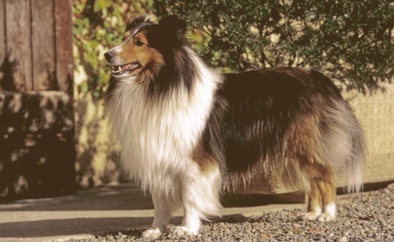 Shetland Sheepdog