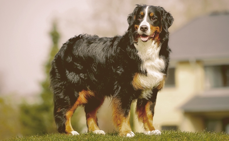 The Bernese Mountain Dog