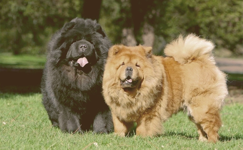 The Chow Chow The Chow Chow