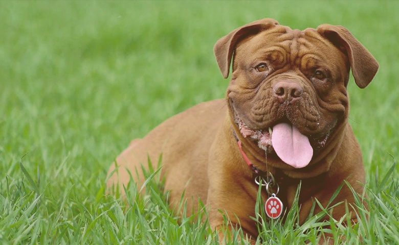 The French Mastiff The French Mastiff