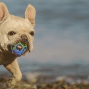 bulldog playing with toy