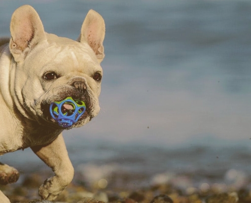 bulldog playing with toy