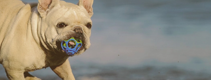 bulldog playing with toy