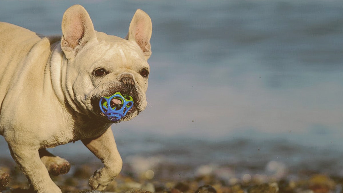 bulldog playing with toy