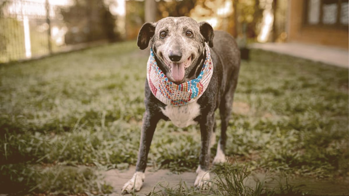 old dog looking