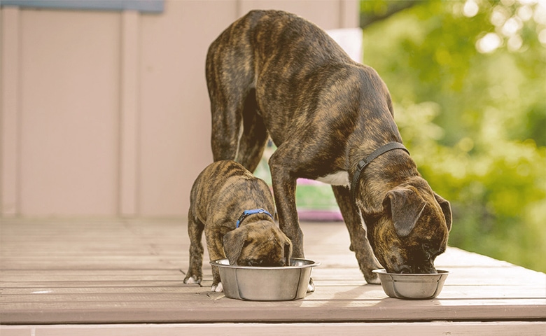 an adult dog and a puppy eating together an adult dog and a puppy eating together