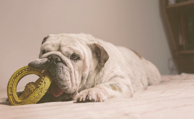 bulldog playing with toy