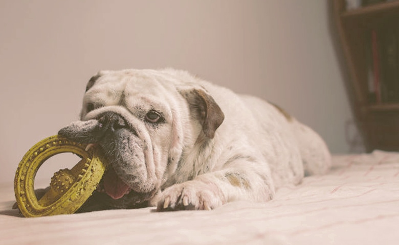 bulldog playing with toy bulldog playing with toy