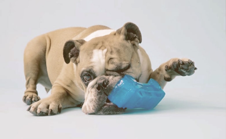 bulldog playing with toy