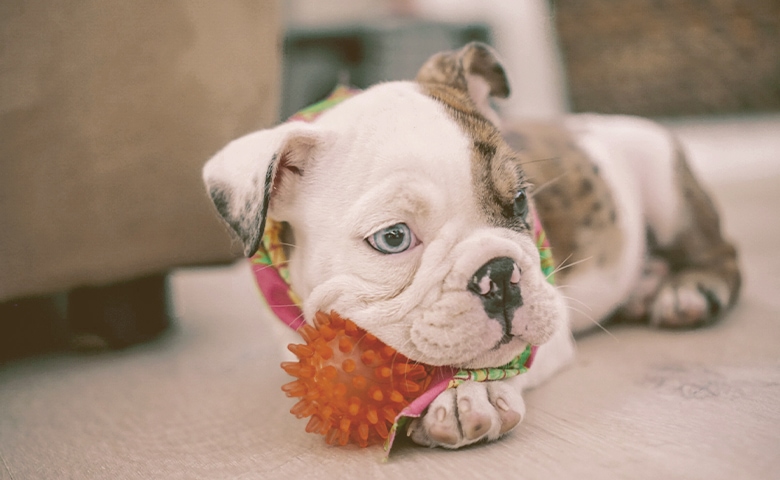 bulldog playing with toy