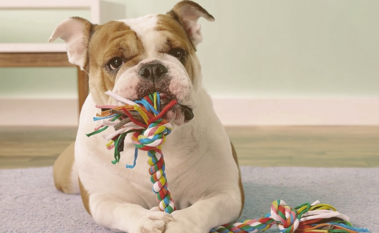 bulldog playing with toy