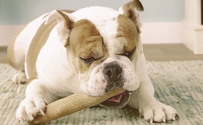 bulldog playing with toy