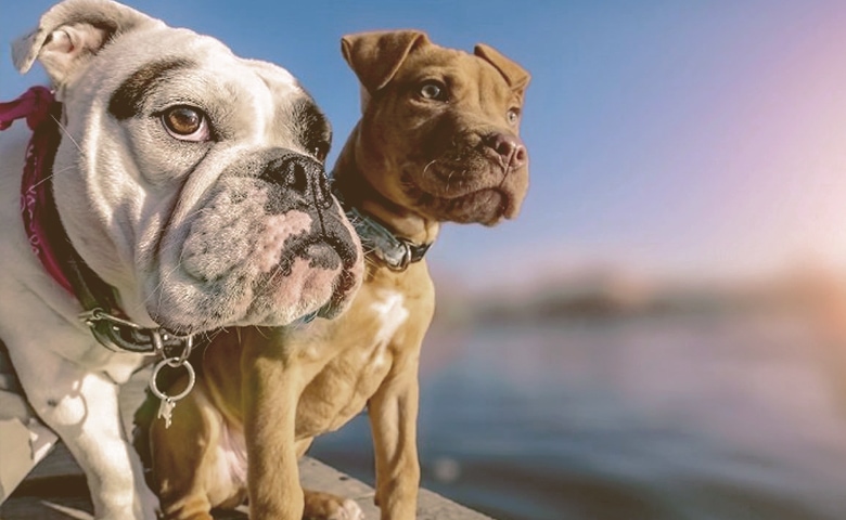 bully dogs looking English Bulldog Pitbull Mixes.