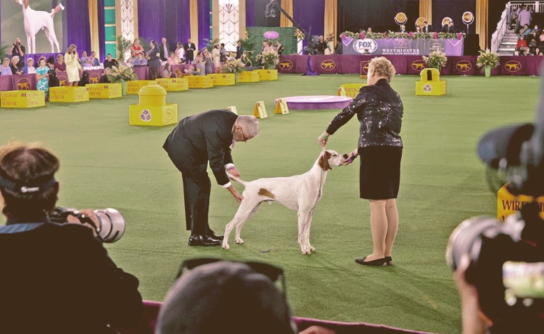 dog competition dog competition