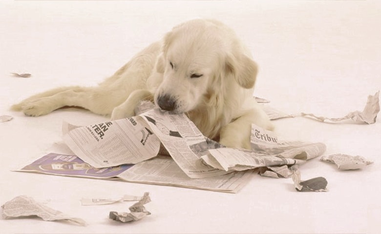 dog eating paper