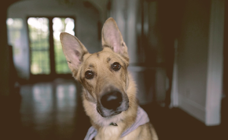 dog with ears up trying to listen