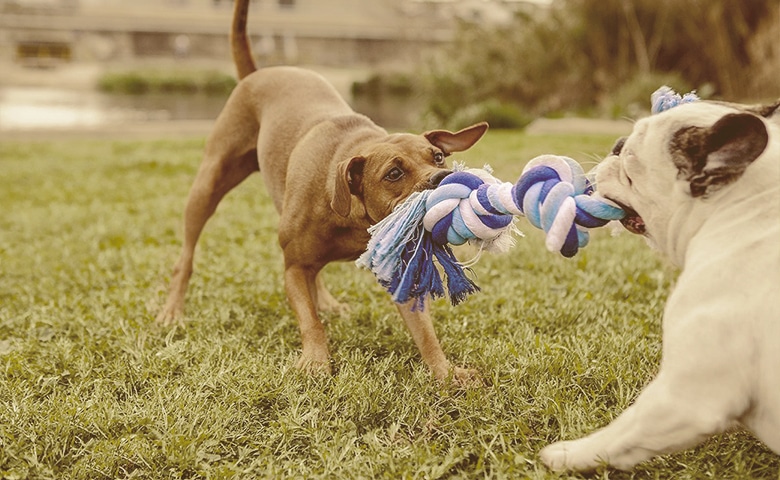 dogs sharing a toy dogs sharing a toy