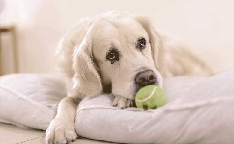 old dog laying down on a pillow