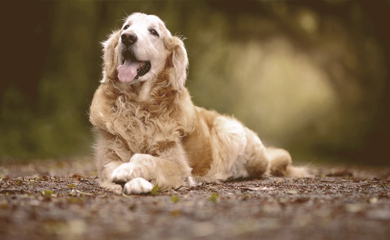 old dog laying down