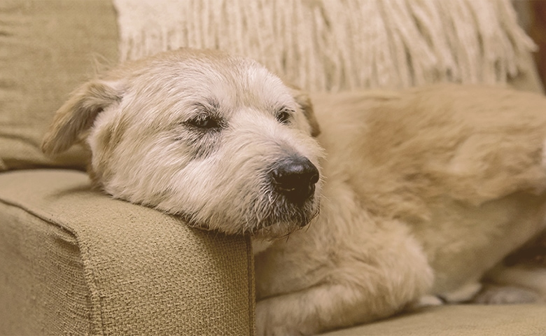 old dog laying on the sofa