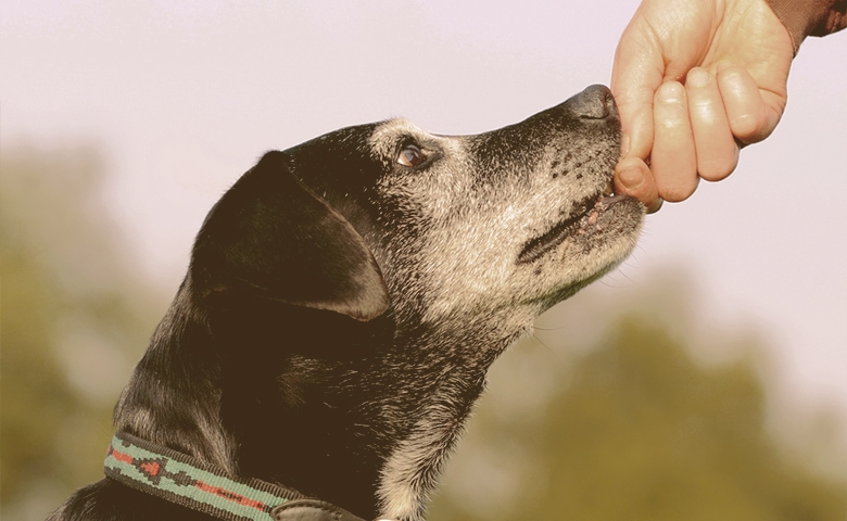 old dog training old dog training