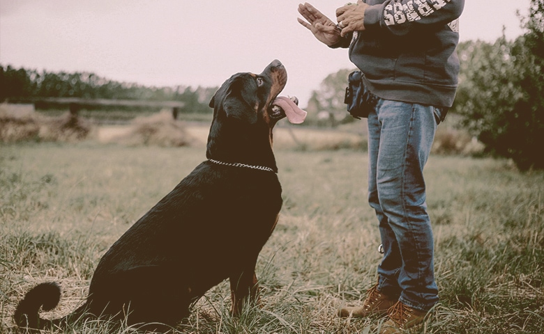 old dog training old dog training