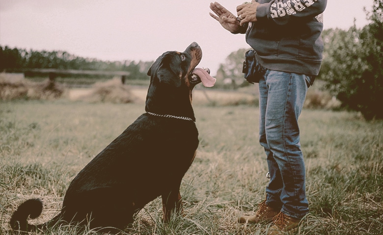 old dog training